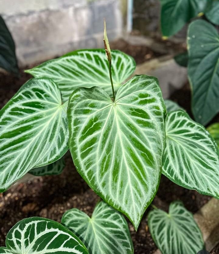 Anthurium silver butterplay